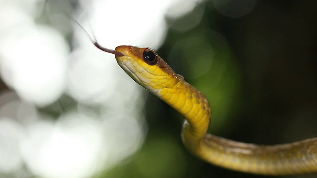 橄榄鞭蛇(chironius fuscus)视频素材