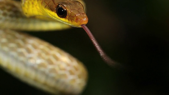 橄榄鞭蛇(chironius fuscus)视频素材