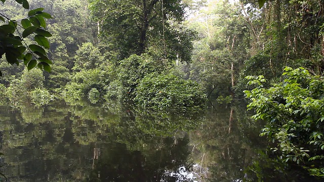 在亚马逊河的牛轭湖漂流视频素材