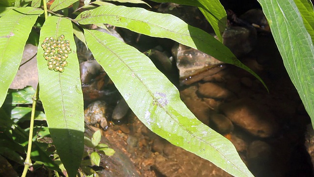 一种陆生繁殖蛙的卵视频素材