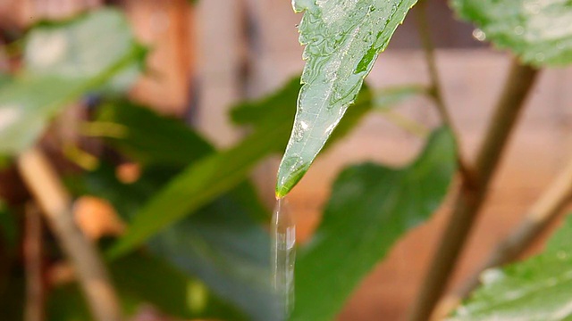 雨季湿植物叶片特写视频素材