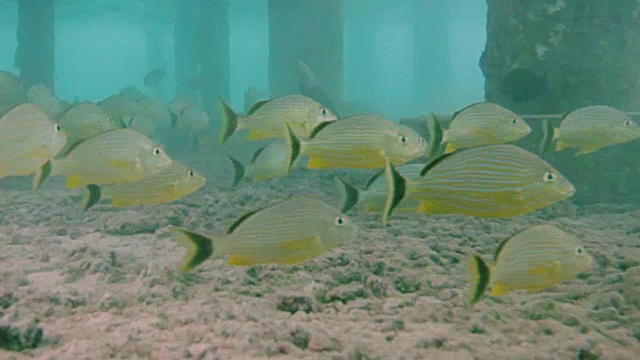 海洋生物的水下视频素材