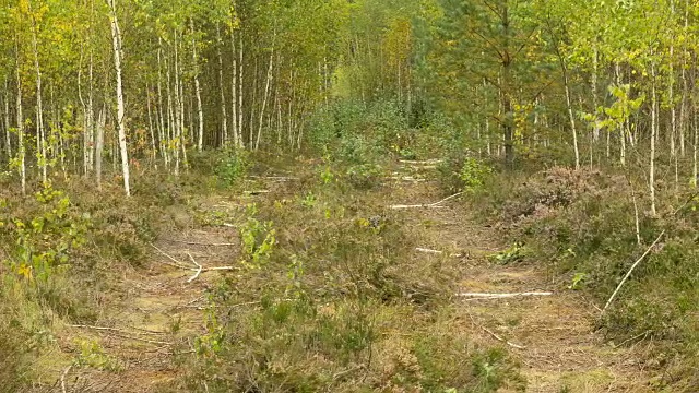 野生公路在国家野生动物保护区。秋天的白天。光滑的多莉。视频素材