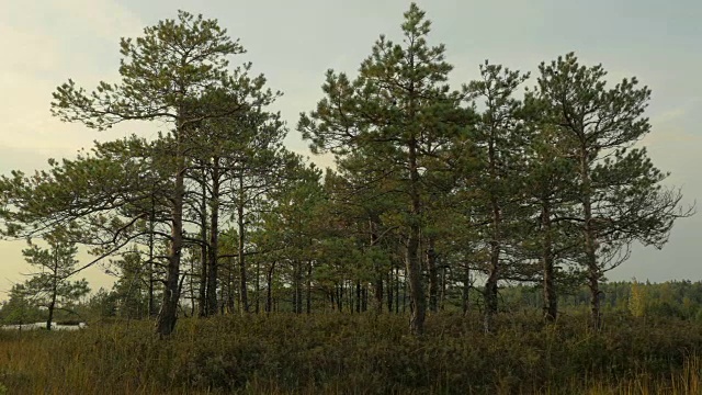 森林里的松树。秋天的白天。光滑的多莉。视频素材