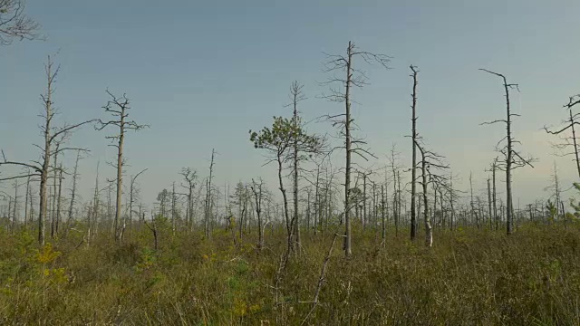 森林里的枯树。秋天的白天。光滑的多莉。视频素材