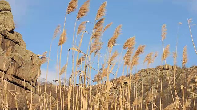 有云和芦苇的风景视频素材