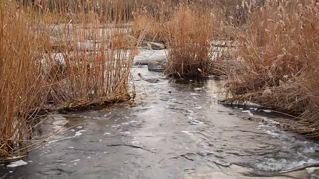 景观与河流和芦苇视频素材