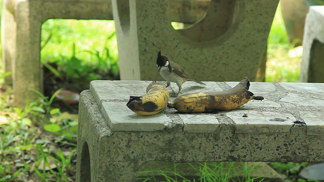 鸟吃香蕉视频下载