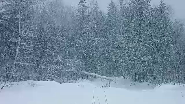 森林里的暴风雪和大量的雪视频素材