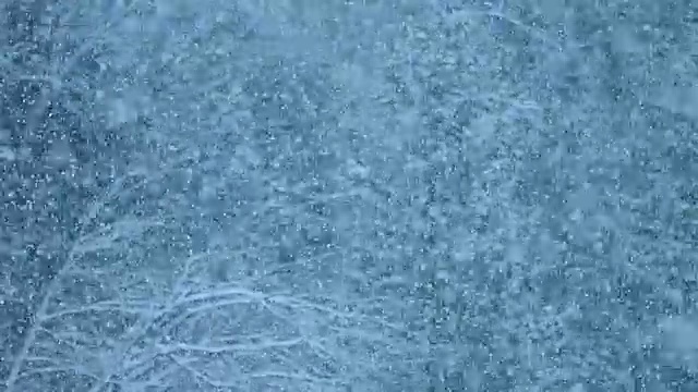 森林里的暴风雪和大量的雪视频素材