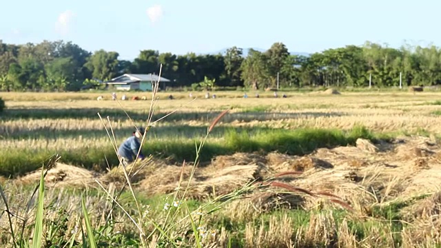 农民在稻田里工作视频素材