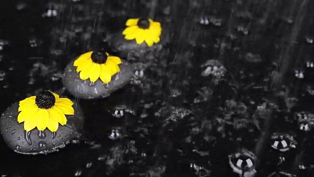 三块黑色的石头带着花在雨中，滴，泡，风视频素材