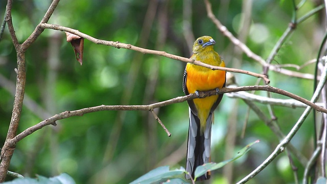 Orange-breasted咬鹃视频下载