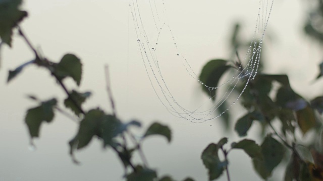 近的绿色草茎视频素材