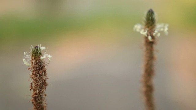 开花的草视频素材