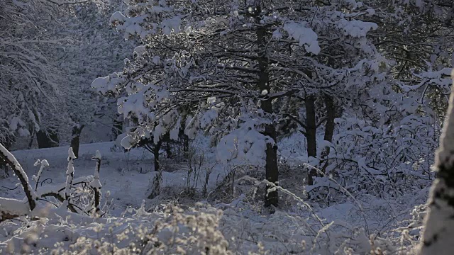 冬天的雪花公园视频下载