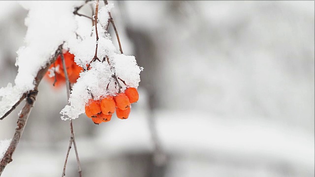 在冬天的森林里，一簇花覆盖了一层雪视频素材