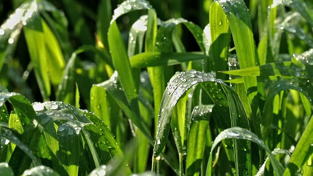 春雨后的雨点落在树叶上视频素材