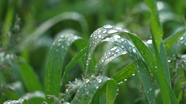 雨后小麦叶上的雨滴视频素材