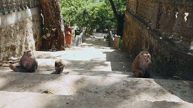 猴子妈妈看着他们的孩子在石头台阶上玩耍视频素材