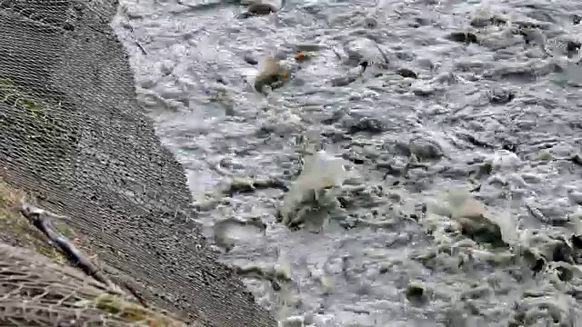 在池塘里捉鱼视频素材