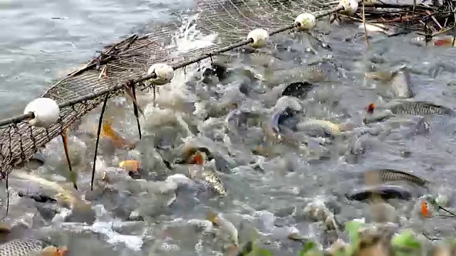 饲养鲤鱼的农场视频素材