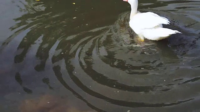 白鸭子在池塘里游泳和漂浮的视频视频素材