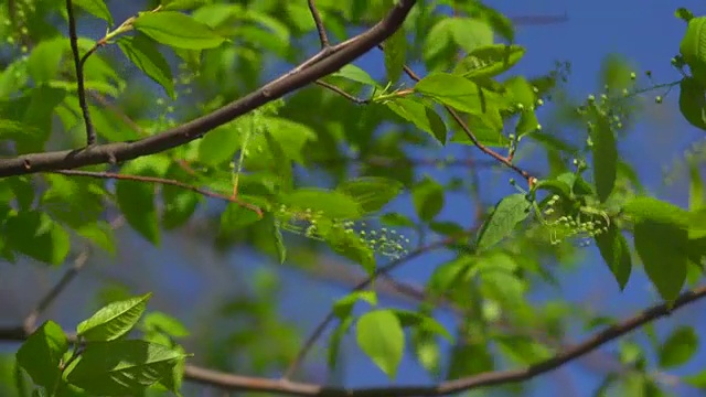 天空衬托着鸟的樱桃叶视频素材