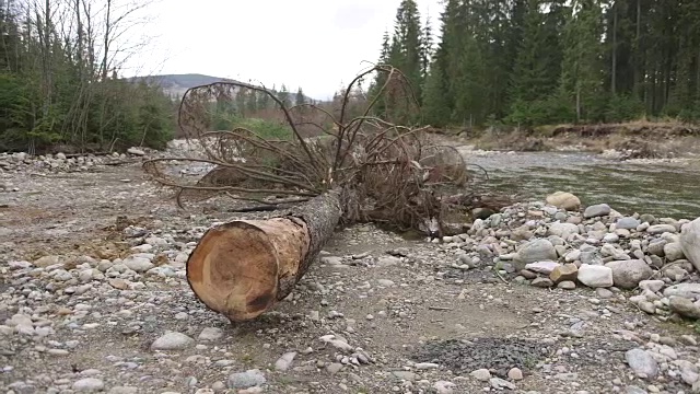 有清澈的河水和大木头的森林视频下载