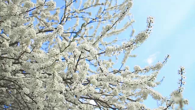 漂亮的苹果树枝视频素材