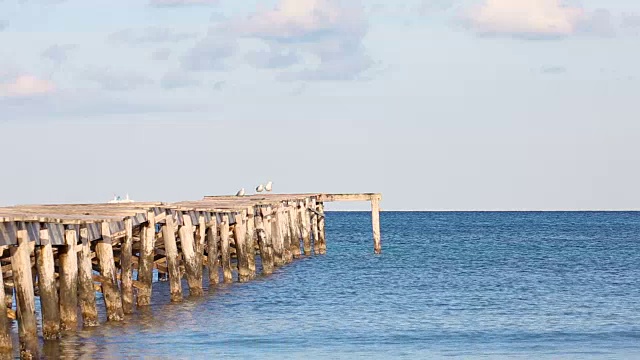 海景中码头上的海鸥视频素材