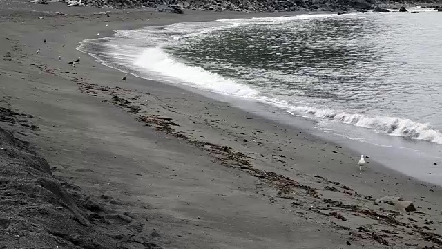 海鸥在轻柔的海浪上漫步视频素材