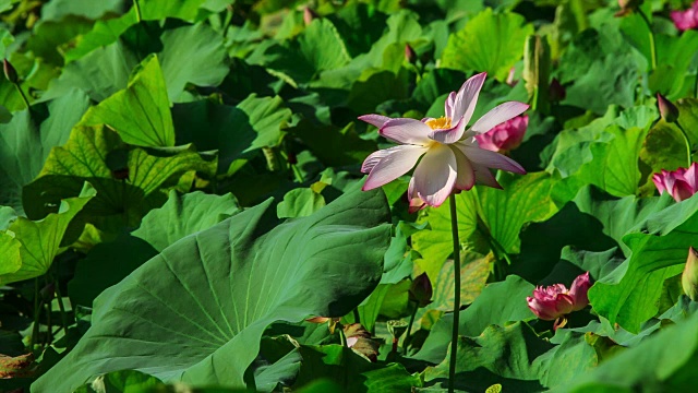 盛开的白莲花视频素材