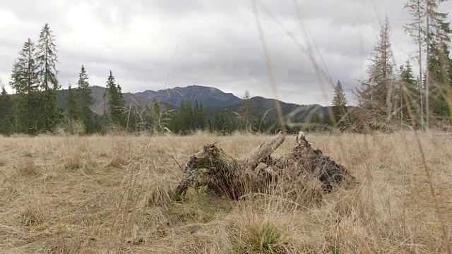 山景城视频下载