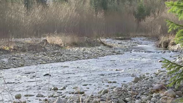 山涧松视频下载