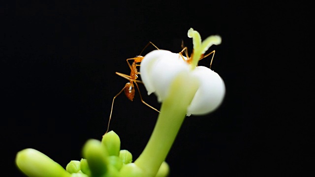 蚂蚁觅食白花视频下载