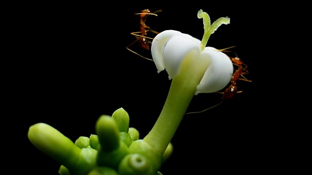 蚂蚁觅食白花视频下载