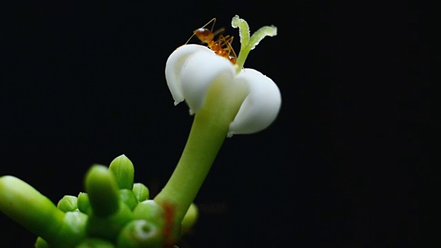 蚂蚁觅食白花视频下载