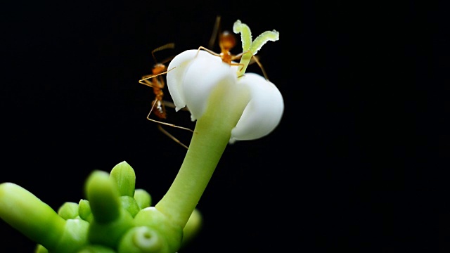 蚂蚁觅食白花视频素材