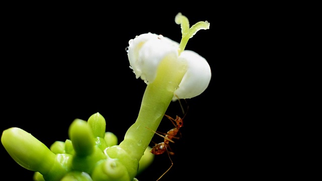 蚂蚁觅食白花视频下载