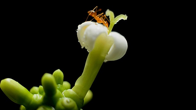 蚂蚁觅食白花视频素材