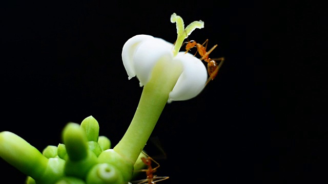 蚂蚁觅食白花视频素材