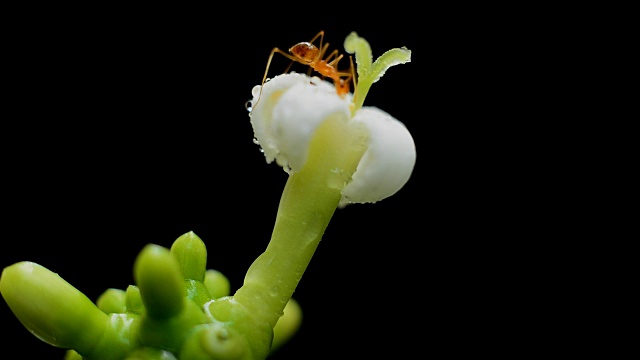 蚂蚁觅食白花视频素材