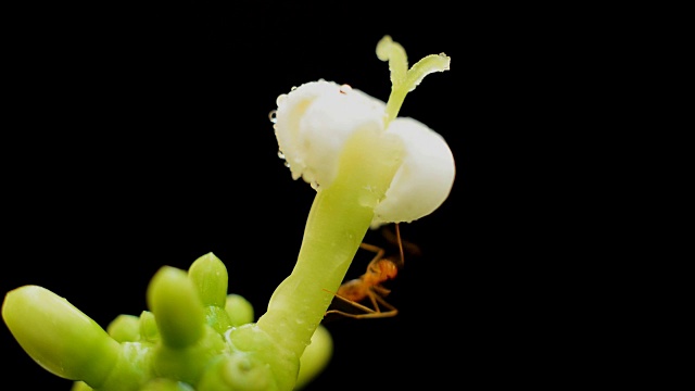 蚂蚁觅食白花视频素材