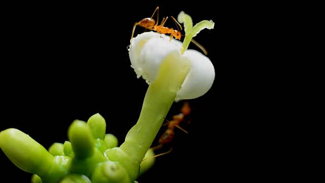 蚂蚁觅食白花视频素材