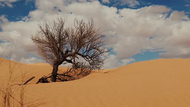 撒哈拉景观，沙丘，风和枯树视频素材