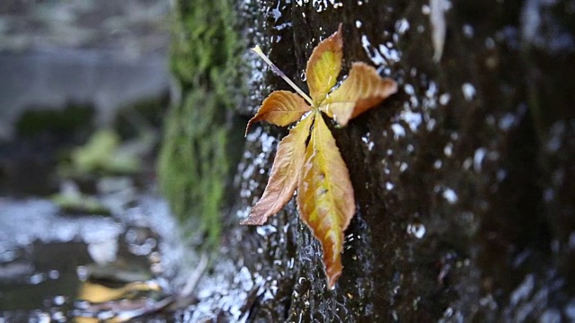 秋日黄叶滴水(曲线滑拍)视频素材