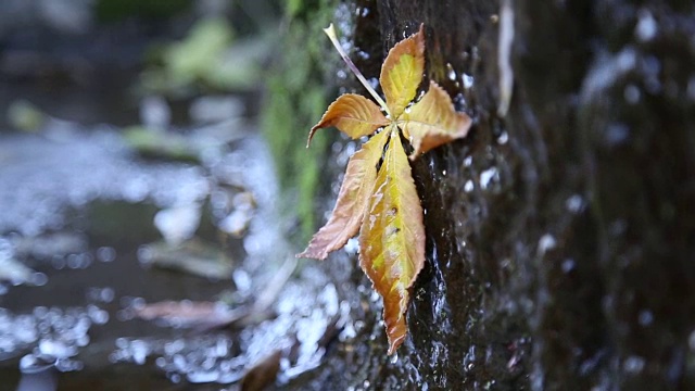 秋日黄叶滴水(对焦幻灯片)视频下载