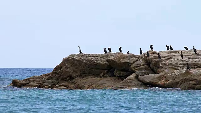 一大群鸬鹚站在岩石上视频素材