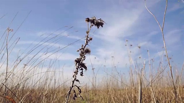 在阳光照耀的草地上枯萎的蓟视频素材